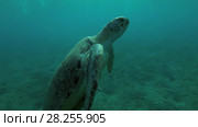 Green Sea Turtle (Chelonia mydas) with Remora fish (Echeneis naucrates) swim to surface of water and dives to bottom, Red sea, Marsa Alam, Abu Dabab, Egypt. Стоковое видео, видеограф Некрасов Андрей / Фотобанк Лори