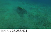 Melanism - Big male Black Sea Turtle (Chelonia mydas) with Remora fish (Echeneis naucrates) eats sea grass on a sandy bottom, Red sea, Marsa Alam, Abu Dabab, Egypt. Стоковое видео, видеограф Некрасов Андрей / Фотобанк Лори