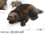 Wolverine, Gulo gulo (Gulo is Latin for "glutton"), also referred to as glutton, carcajou, skunk bear, or quickhatch, on snow (focus on muzzle) Стоковое фото, фотограф Валерия Попова / Фотобанк Лори