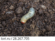 Личинка майского жука. Хрущ майский (Melolontha vulgaris) Стоковое фото, фотограф Ольга Сейфутдинова / Фотобанк Лори