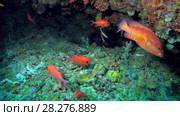 Life in the cave, school of Squirrelfish - Myripristis berndti, Coral Grouper - Cephalopholis miniata and Phantom Bannerfish - Heniochus pleurotaenia. Стоковое видео, видеограф Некрасов Андрей / Фотобанк Лори