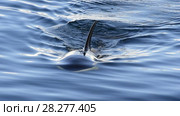 Orca, Killer Whale. Стоковое видео, видеограф Vladimir / Фотобанк Лори