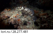 Brown-marbled Grouper - Epinephelus fuscoguttatus swim on the coral reef in the night. Стоковое видео, видеограф Некрасов Андрей / Фотобанк Лори