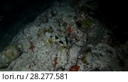 Black-blotched Porcupinefish - Diodon liturosus, night diving. Стоковое видео, видеограф Некрасов Андрей / Фотобанк Лори