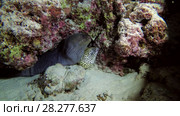 Honeycomb moray - Gymnothorax favagineus and Yellow-edged moray - Gymnothorax flavimarginatus, two moray eels sit under reef. Стоковое видео, видеограф Некрасов Андрей / Фотобанк Лори