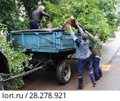 Рабочие ЖКХ, подрезка деревьев – мужчины грузят спиленное дерево в прицеп трактора летом во дворе жилого дома (2017 год). Редакционное фото, фотограф Илья Илмарин / Фотобанк Лори
