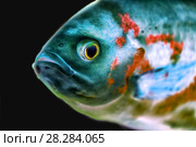 Рыба астронотус (Astronotus ocellatus) Стоковое фото, фотограф Евгений Ткачёв / Фотобанк Лори