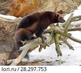 Росомаха (Gulo gulo) весной на бревне. Стоковое фото, фотограф Валерия Попова / Фотобанк Лори