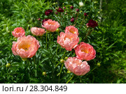 Куст кораллового пиона. Пион межвидовой гибрид Пинк Ховайн Корал (Pink Hawaiian Coral) Стоковое фото, фотограф Ольга Сейфутдинова / Фотобанк Лори