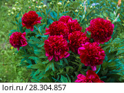 Куст пиона Рэд Чарм (Paeonia) Стоковое фото, фотограф Ольга Сейфутдинова / Фотобанк Лори