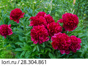 Куст пиона Рэд Чарм (Paeonia) Стоковое фото, фотограф Ольга Сейфутдинова / Фотобанк Лори