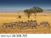 Herd of Plains Zebras in the Serengeti National Park, Tanzania. Plains zebra (Equus quagga, formerly Equus burchellii), also known as the common zebra or Burchell's zebra. Стоковое фото, агентство BE&W Photo / Фотобанк Лори