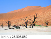 Dead Camelthorn (Acacia erioloba) Trees in Dead Vlei, Namib Naukluft National Park, Namibia. Стоковое фото, агентство BE&W Photo / Фотобанк Лори