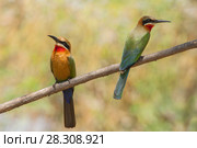 White-fronted bee-eaters (Merops bullockoides) near the river Chobe, Botswana Africa. Стоковое фото, агентство BE&W Photo / Фотобанк Лори