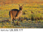 Eastern grey kangaroo (Macropus giganteus) Coorong National Park Australia. Стоковое фото, агентство BE&W Photo / Фотобанк Лори