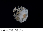 Upside Down Jellyfish (Cassiopea andromeda) in the night. Стоковое фото, фотограф Некрасов Андрей / Фотобанк Лори