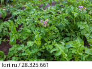 Potato field. Стоковое фото, фотограф Ольга Сейфутдинова / Фотобанк Лори