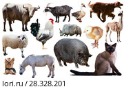 domestic animals collection. Стоковое фото, фотограф Яков Филимонов / Фотобанк Лори