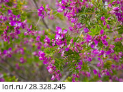 pink polygala myrtifolia flowers. Стоковое фото, фотограф Яков Филимонов / Фотобанк Лори
