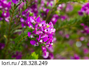 polygala myrtifolia flowers. Стоковое фото, фотограф Яков Филимонов / Фотобанк Лори