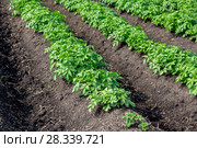 Potato field. Стоковое фото, фотограф Ольга Сейфутдинова / Фотобанк Лори