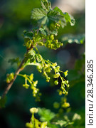 White curant flowers close up. Стоковое фото, фотограф Короленко Елена / Фотобанк Лори