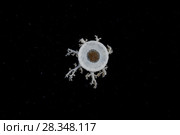 Upside Down Jellyfish (Cassiopea andromeda) in the night. Стоковое фото, фотограф Некрасов Андрей / Фотобанк Лори