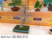 Бонсай - граб Турчанинова (Carpinus turczaninowii). Возраст - около 40 лет. Выставка японских бонсай в Аптекарском огороде, Москва, ноябрь 2017. Редакционное фото, фотограф Сергей Рыбин / Фотобанк Лори
