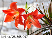 Гиппеаструм красный (Hippeastrum) Стоковое фото, фотограф Алёшина Оксана / Фотобанк Лори
