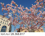 Moscow, Russia - April 14. 2018. artificial flowering tree on Lubyanskaya square during festival Easter gift. Редакционное фото, фотограф Володина Ольга / Фотобанк Лори