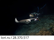 Female scuba diver swims with stingray at night. Pink whipray or Banana-tail ray (Himantura fai) (2018 год). Редакционное фото, фотограф Некрасов Андрей / Фотобанк Лори