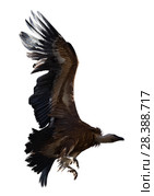 Griffon vulture flying isolated. Стоковое фото, фотограф Яков Филимонов / Фотобанк Лори