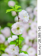 Махровый цветок миндаля трехлопастного (Prunus triloba) Стоковое фото, фотограф Алёшина Оксана / Фотобанк Лори