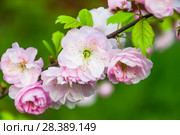 Миндаль трехлопастный (Prunus triloba) Стоковое фото, фотограф Алёшина Оксана / Фотобанк Лори