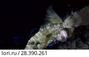 Young beautiful woman scuba diver looks at filefish at night. Scrawled Filefish, broomtail filefish or scribbled leatherjacket (Aluterus scriptus), Indian Ocean, Maldives (2018 год). Редакционное видео, видеограф Некрасов Андрей / Фотобанк Лори