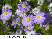 Брахикома иберисолистная (лат. Brachycome iberidifolia) крупным планом. Стоковое фото, фотограф Елена Коромыслова / Фотобанк Лори