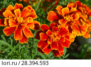 Цветущие бархатцы (лат. Tagetes) крупным планом. Стоковое фото, фотограф Елена Коромыслова / Фотобанк Лори