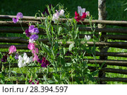 Разноцветный душистый горошек или чина душистая (лат. Lathyrus odomtus) цветет в саду. Стоковое фото, фотограф Елена Коромыслова / Фотобанк Лори
