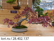 Бонсай - клен дланевидный (Acer palmatum). Возраст - около 50 лет. Выставка японских бонсай в Аптекарском огороде, Москва, ноябрь 2017. Редакционное фото, фотограф Сергей Рыбин / Фотобанк Лори