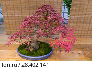 Бонсай - клен дланевидный (Acer palmatum). Возраст - около 50 лет. Выставка японских бонсай в Аптекарском огороде, Москва, ноябрь 2017. Редакционное фото, фотограф Сергей Рыбин / Фотобанк Лори