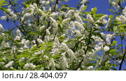 Цветущая черемуха (Prunus Padus) Стоковое видео, видеограф Ольга Сейфутдинова / Фотобанк Лори