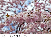 Веточки цветущей сакуры. Королевский парк. Стокгольм. Швеция. Стоковое фото, фотограф Сергей Афанасьев / Фотобанк Лори