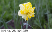 Желтые нарциссы Yellow daffodils (Narcissus poeticus) Стоковое видео, видеограф Ольга Сейфутдинова / Фотобанк Лори