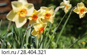 Желтые нарциссы Yellow daffodils (Narcissus poeticus) Стоковое видео, видеограф Ольга Сейфутдинова / Фотобанк Лори