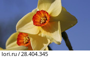 Желтые нарциссы Yellow daffodils (Narcissus poeticus) Стоковое видео, видеограф Ольга Сейфутдинова / Фотобанк Лори