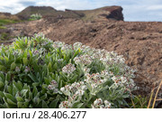 Бессмертник своенравный (Helichrysum devium) Стоковое фото, фотограф Ирина Яровая / Фотобанк Лори