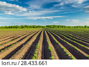 Поле картофеля (Potato field) Стоковое фото, фотограф Ольга Сейфутдинова / Фотобанк Лори