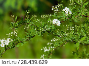 Цветущая ветка Спирея серая Grefsheim (Spiraea cinerea Zabel) Стоковое фото, фотограф Татьяна Белова / Фотобанк Лори