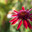 Эхинацея Эксцентрик (Echinacea Eccentric) Стоковое фото, фотограф Ольга Сейфутдинова / Фотобанк Лори