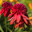 Эхинацея Эксцентрик (Echinacea Eccentric) Стоковое фото, фотограф Ольга Сейфутдинова / Фотобанк Лори